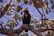 Birds42