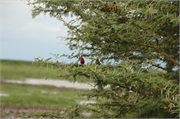 Birds43