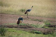 Birds5