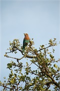Birds6