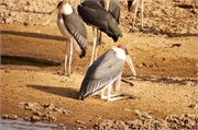 Birds7