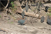 Birds8