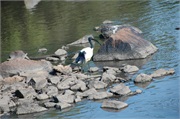 Birds9