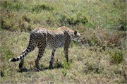 Cheetah1