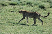 Cheetah11