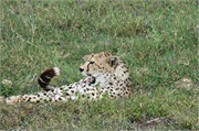 Cheetah15