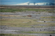Cheetah16