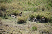 Cheetah2