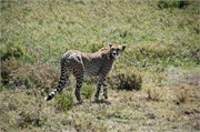 Cheetah3