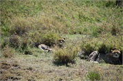 Cheetah4