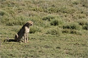 Cheetah7