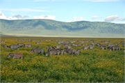 Norongoro10