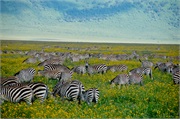 Norongoro11