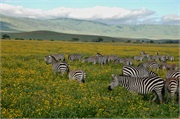 Norongoro13