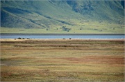 Norongoro15