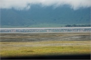 Norongoro23