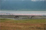 Norongoro25