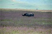 Norongoro29