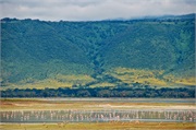 Norongoro31