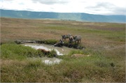 Norongoro32