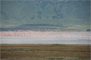 Norongoro33