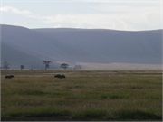Norongoro8