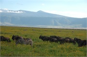 Norongoro9