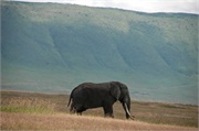 Elephants12