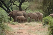 Elephants14