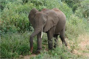 Elephants16