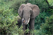 Elephants18