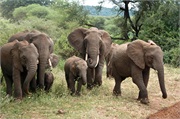 Elephants19