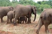 Elephants21