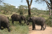 Elephants3