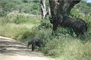 Elephants4