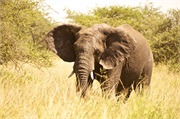 Elephants5