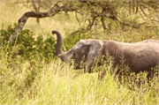 Elephants6