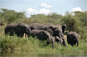 Elephants8