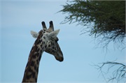 LakeManyara1