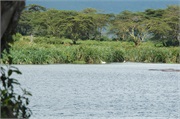 LakeManyara11