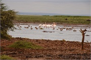 LakeManyara18