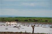 LakeManyara21