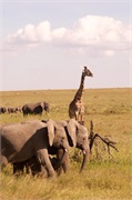 LakeManyara7