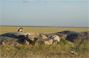 LakeManyara8