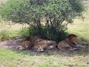 Lions1
