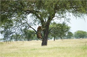 Lions10