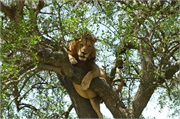 Lions14
