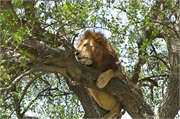 Lions18