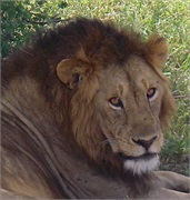 Lions2