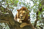Lions20